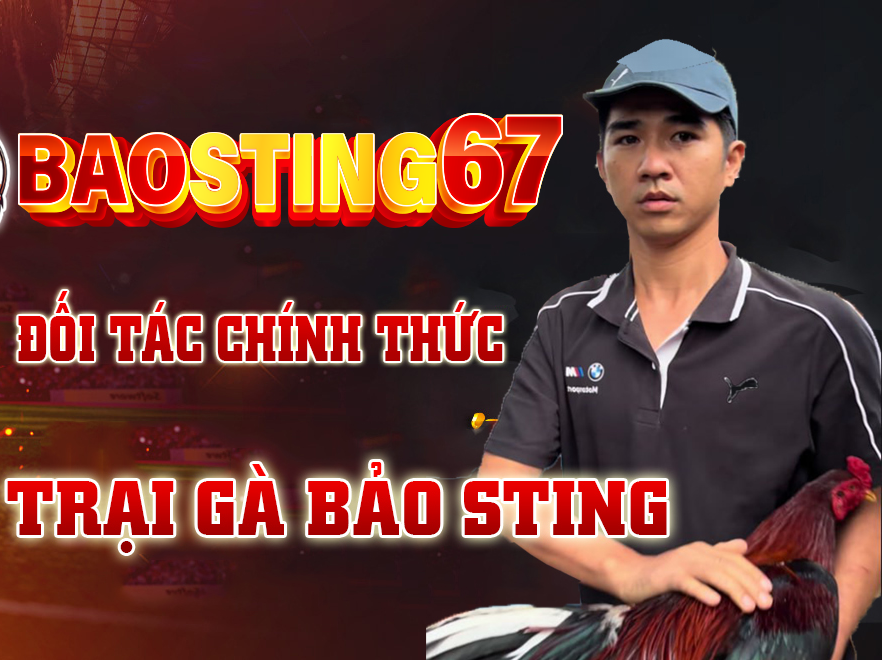 Tham gia đá gà Bao Sting - Bí quyết nhận thưởng lớn 3 baosting 1