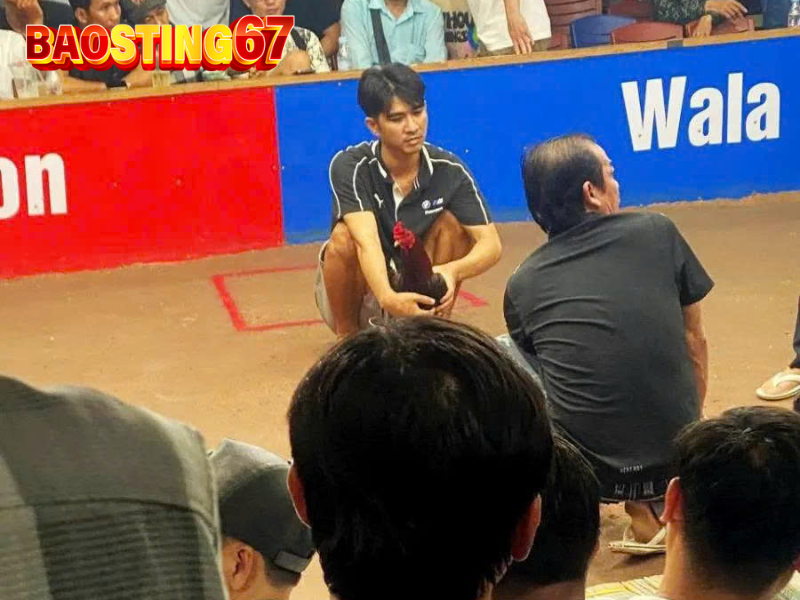 Bảo Sting Livestream