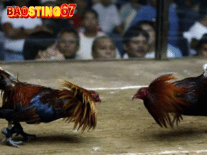 Bảo Sting Livestream