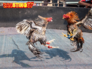 Bảo Sting Livestream