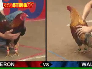 Bảo Sting Livestream