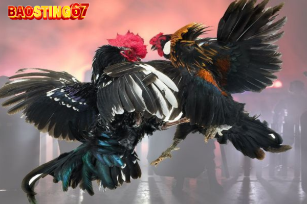 Cá cược baosting