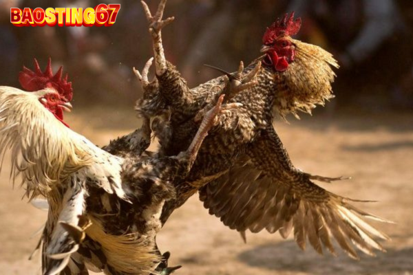 Cá cược baosting