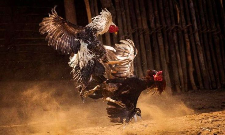 Đá gà Bảo sting – Sân chơi cá cược trực tuyến uy tín hàng đầu 2 BẢO STING NHÀ CÁI ĐÁ GÀ ĐỈNH CAO