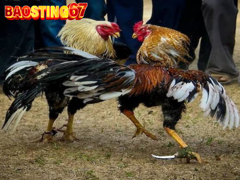 Hướng dẫn chi tiết cách tham gia đá gà cựa dao baosting an toàn, hiệu quả 2 Đá gà cựa dao baosting