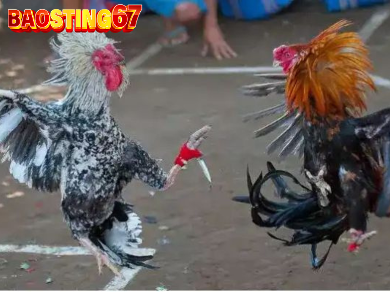 Hướng dẫn chi tiết cách tham gia đá gà cựa dao baosting an toàn, hiệu quả 3 Đá gà cựa dao baosting