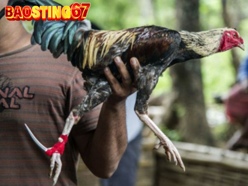 Hướng dẫn chi tiết cách tham gia đá gà cựa dao baosting an toàn, hiệu quả 4 Đá gà cựa dao baosting