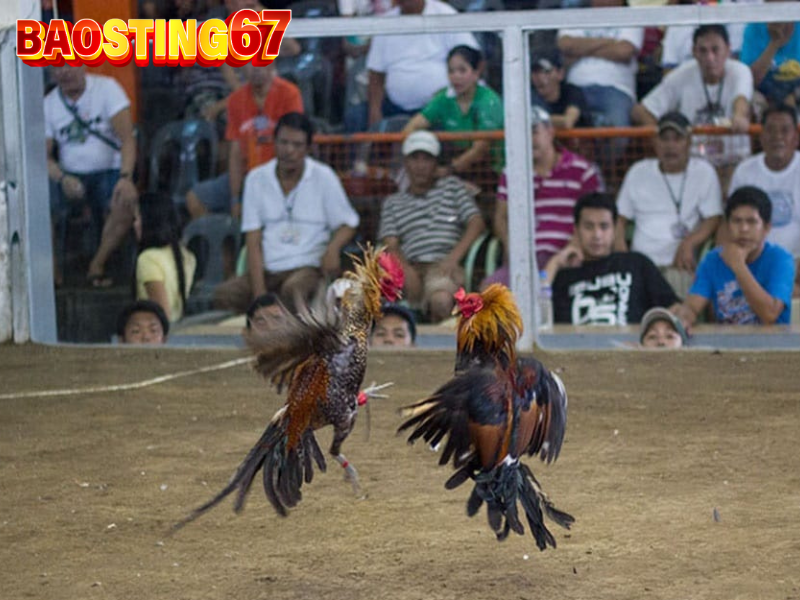 Đá gà cựa dao baosting