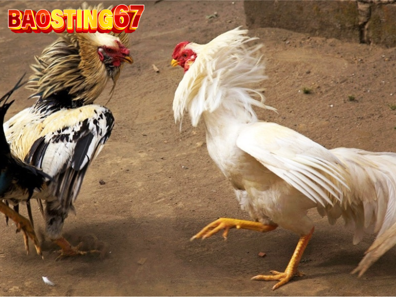 Những sai lầm cần tránh khi chơi đá gà cựa sắt Bảo Sting 2 Đá gà cựa sắt Bảo Sting