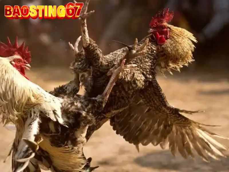 Những sai lầm cần tránh khi chơi đá gà cựa sắt Bảo Sting 3 Đá gà cựa sắt Bảo Sting