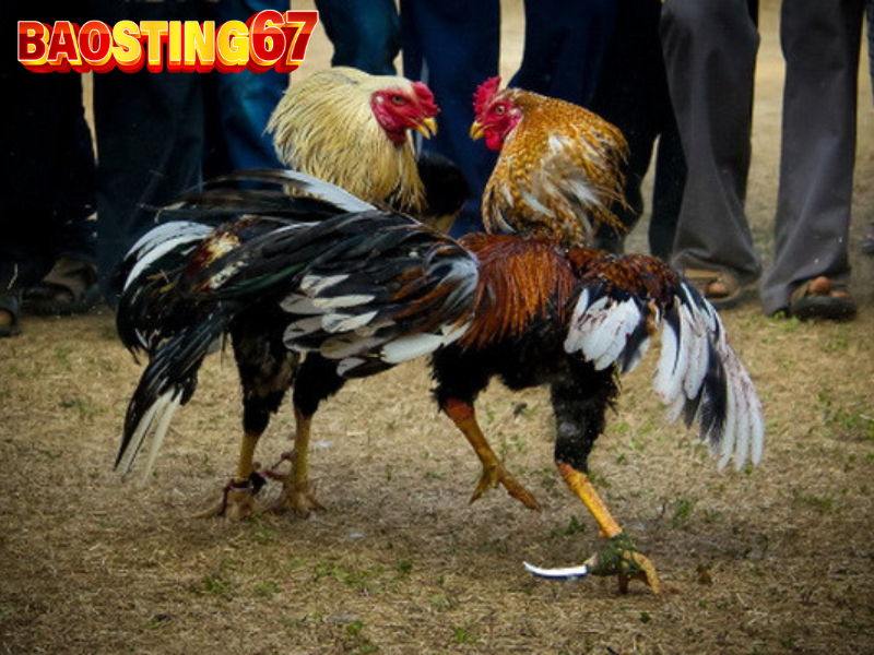 Những sai lầm cần tránh khi chơi đá gà cựa sắt Bảo Sting 4 Đá gà cựa sắt Bảo Sting