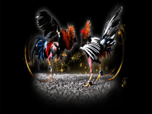 Kèo đá gà Bao Sting