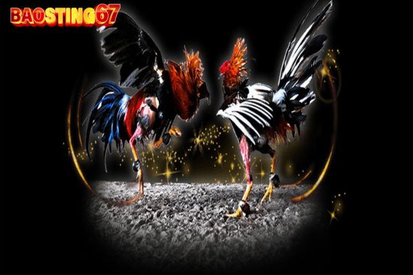 Đá gà online Bảo Sting