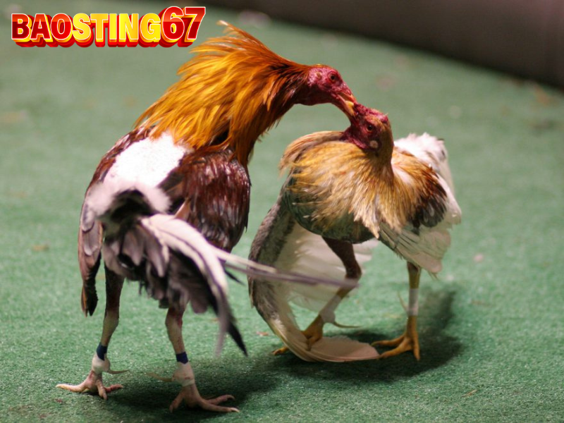 ga da cua tron bao sting 1