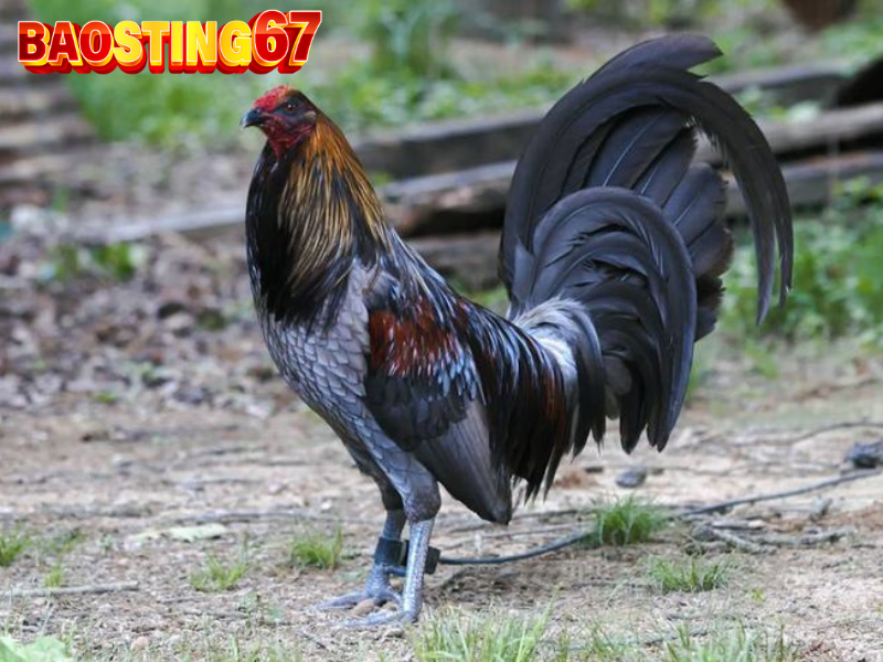 Gà đá cựa tròn bao sting