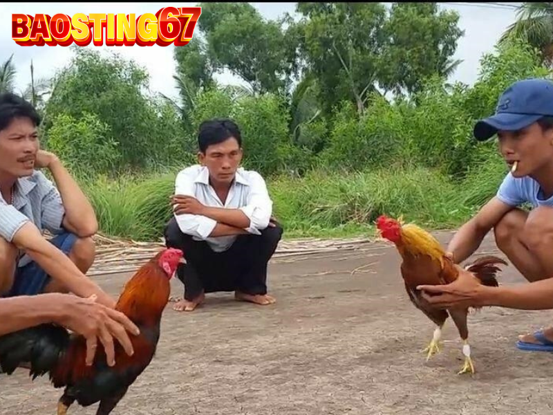 Gà đá cựa tròn bao sting