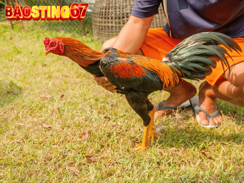 Quy trình huấn luyện gà đá Bảo sting đỉnh cao 3 Huấn luyện gà đá Bảo sting