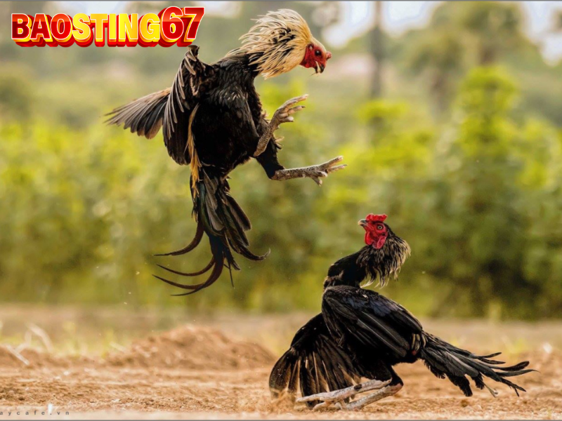 Quy trình huấn luyện gà đá Bảo sting đỉnh cao 4 Huấn luyện gà đá Bảo sting