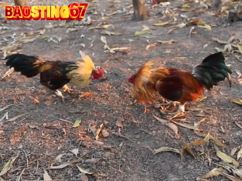 Huấn luyện gà đá Bảo sting