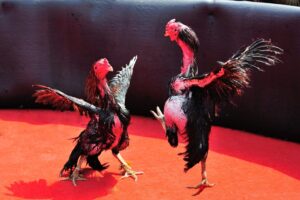 Kèo đá gà Bao Sting