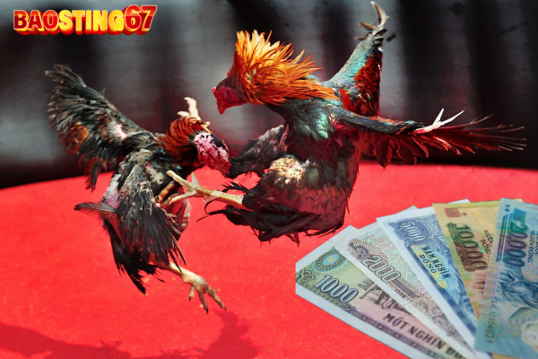 Kèo đá gà Bao Sting