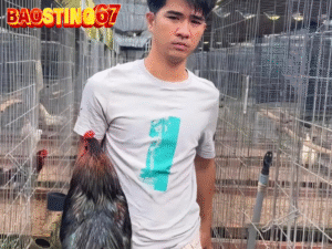 Kỹ thuật nuôi gà Bao sting