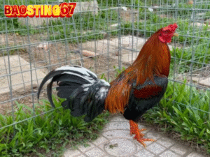 Kỹ thuật nuôi gà Bao sting