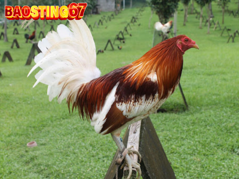 Kỹ thuật nuôi gà Bao sting