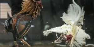 Loại hình đá gà bảo sting 