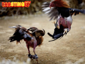 Lỗi khi nuôi gà chiến Baosting