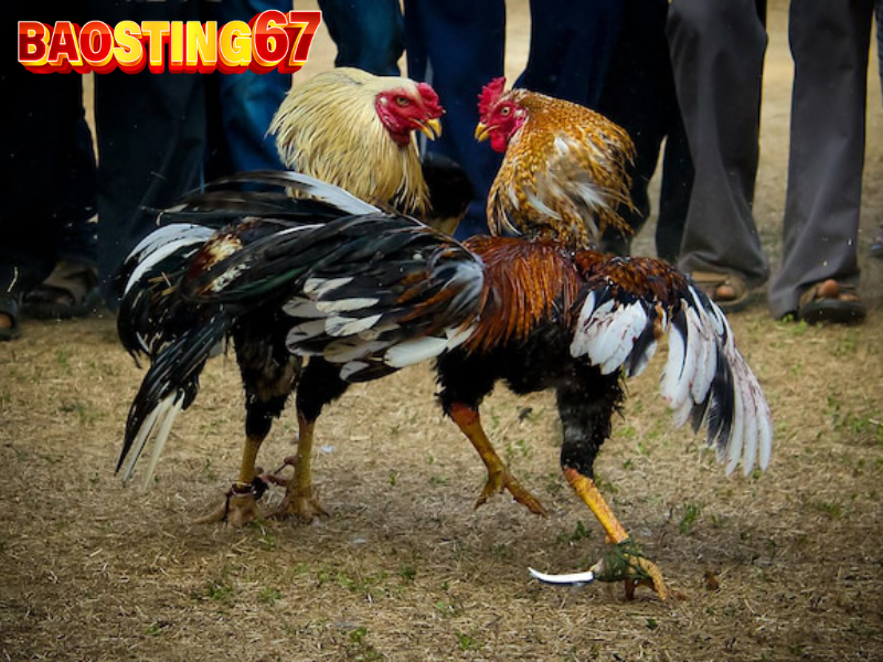 Lỗi khi nuôi gà chiến Baosting