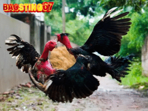 Lỗi khi nuôi gà chiến Baosting