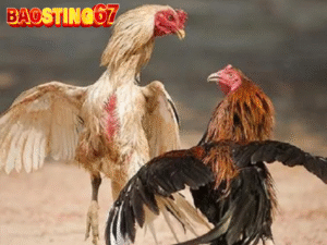 Lỗi khi nuôi gà chiến Baosting