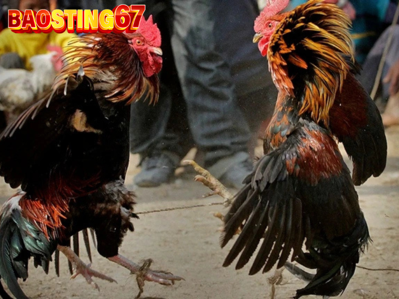 the da ga bao sting 1