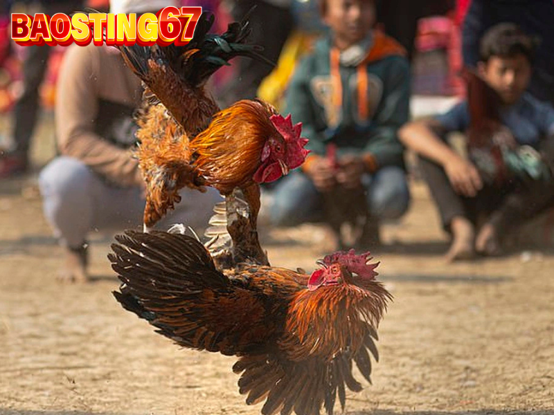 Thế đá gà Bao Sting