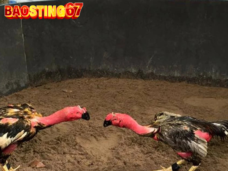 Thế đá gà Bao Sting