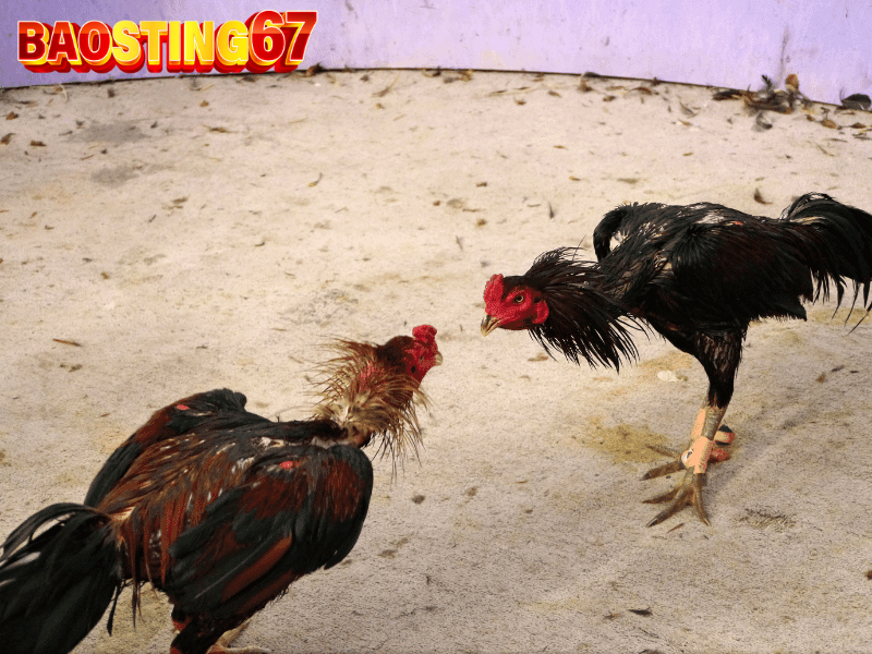 Thế đá gà Bao Sting