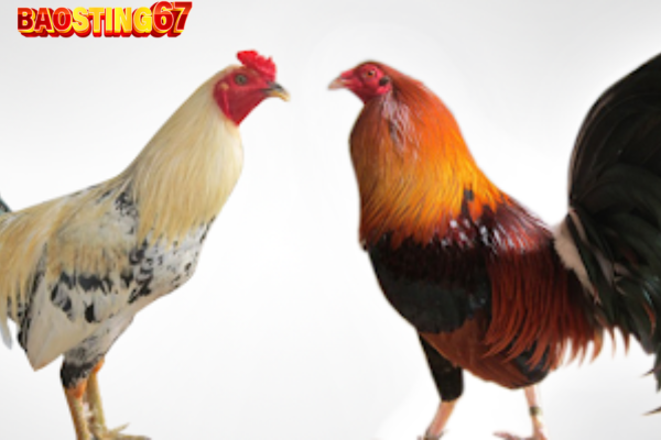 Trại Gà Bảo sting 