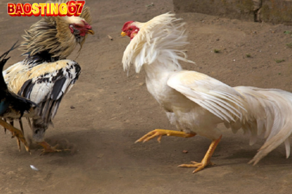 Trại Gà Bảo sting 