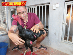 Trại gà cá cược Bảo sting 