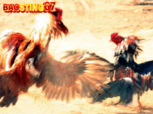 Trại gà cá cược Bảo sting 