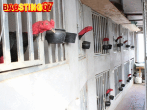Trại gà cá cược Bảo sting 
