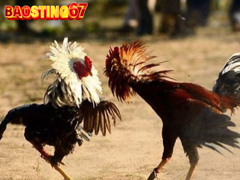 Trực tiếp đá gà Bảo Sting