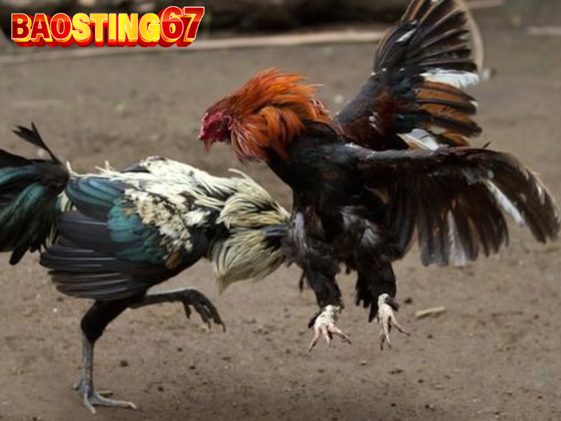 Trực tiếp đá gà Bảo Sting