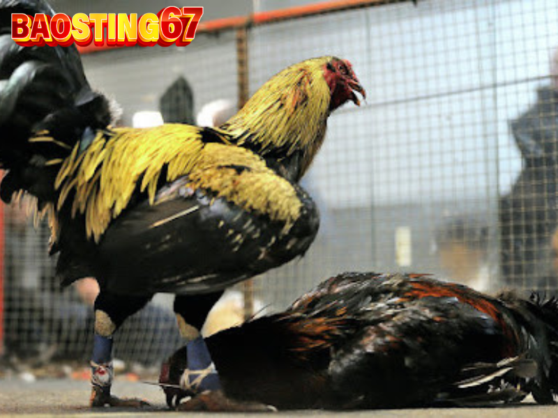 Trực tiếp đá gà Bảo Sting