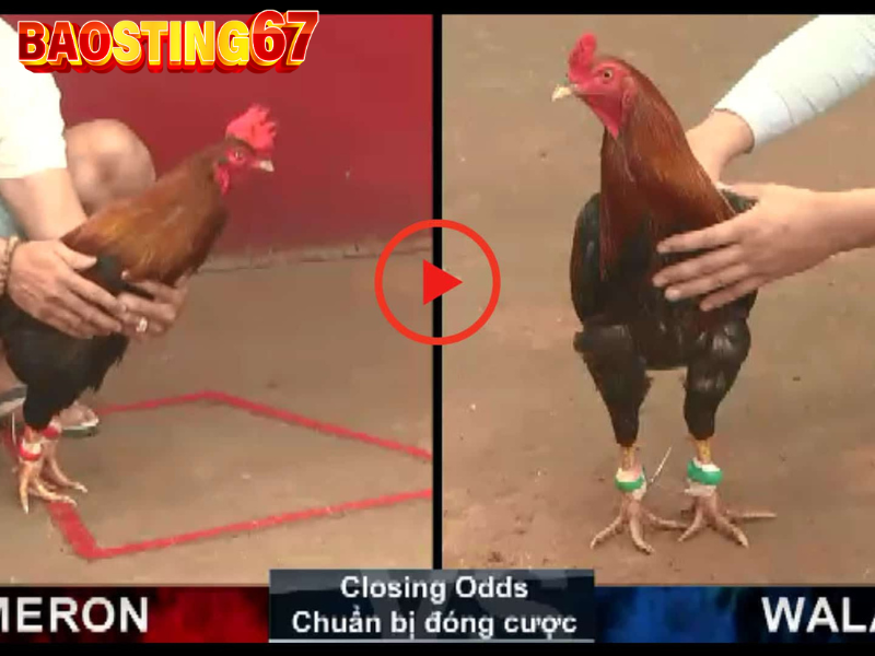 Trực tiếp đá gà Bảo Sting