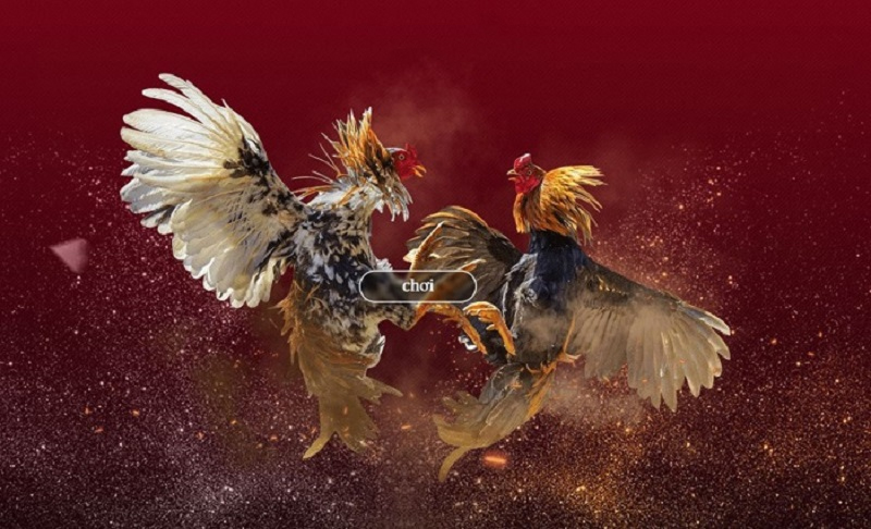 Chơi đá gà trên bảo sting