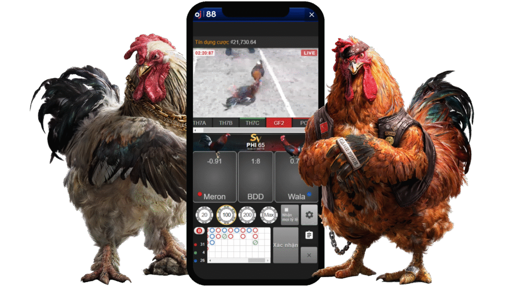 Chơi đá gà trên bảo sting