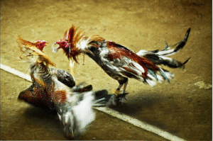 Chơi đá gà trên bảo sting