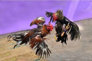 Chơi đá gà trên bảo sting